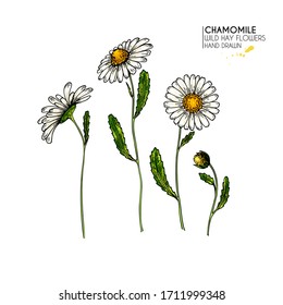 Hand drawn wild hay flowers. Chamomile or daisy flower. Vintage colored engraved art. Botanical illustration. For cosmetics, medicine, treating, aromatherapy, nursing, package design, field bouquet