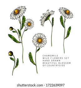 Hand drawn wild hay flowers. Chamomile or daisy flower. Vintage colored engraved art. Botanical illustration. For cosmetics, medicine, treating, aromatherapy, nursing, package design, field bouquet