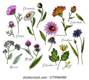 Hand drawn wild hay flowers. Medical herbs and plants. Colored Calendula, Chamomile, Cornflower, Celandine, Cosmos, Yarrow, Thistle, Echinacea. Engraved Cosmetic essential oil package herbal medicine
