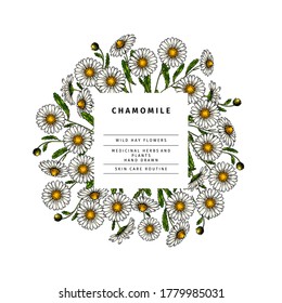 Hand drawn wild hay flowers. Chamomile daisy flower. Medical herb. Colored engraved art. Round composition. Good for cosmetics, medicine, treating, aromatherapy, nursing, package design health care