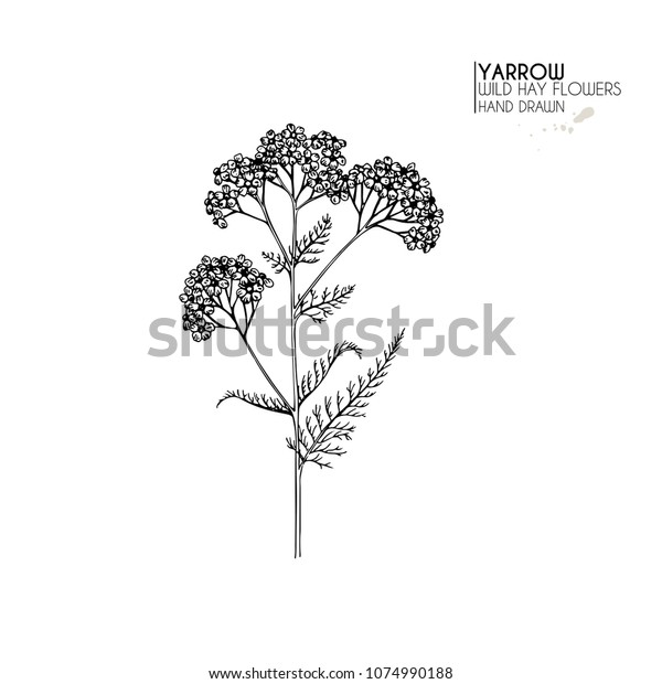 Hand drawn wild hay flowers. Yarrow milfoil.\
Medical herb. Vintage engraved art. Botanical illustration. Good\
for cosmetics, medicine, treating, aromatherapy, nursing, package\
design field bouquet.
