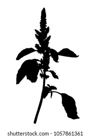 Hand drawn wild herb silhouette isolated on white background. Elegant wild plant for your design. Vector illustration.
