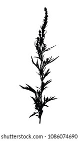 Hand drawn wild herb silhouette isolated on white background. Elegant wild plant for your design. Vector illustration.