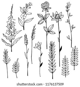 Hand drawn wild herbs and flowers. Vector sketch illustration
