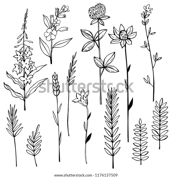 Hand Drawn Wild Herbs Flowers Vector Stock Vector (Royalty Free ...