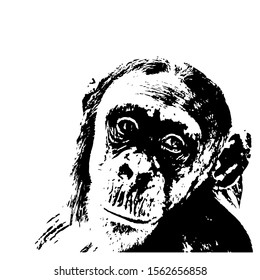 
Hand drawn wild monkey. Vector. Isolated on a transparent background