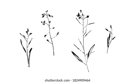 Hand drawn wild plants collection. Outline flower with leaves painted by ink. Black isolated sketch vector on white background.