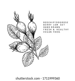 Hand drawn wild rose branch, leaf, flower and berry. Engraved vector illustration. Dog rose, rosehip plant. Summer harvest, jam or marmalade vegan ingredient. Menu, package, cosmetic and food design
