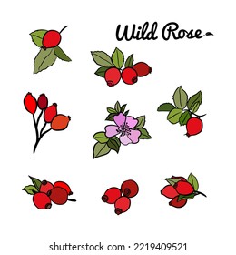 Hand drawn wild rose branch, leaf, flower and berry.