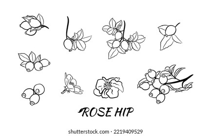 Hand drawn wild rose branch, leaf, flower and berry.