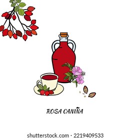 Hand drawn wild rose branch, leaf, flower and berry.