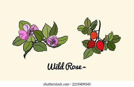 Hand drawn wild rose branch, leaf, flower and berry.