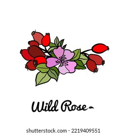 Hand drawn wild rose branch, leaf, flower and berry.