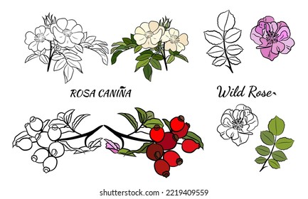 Hand drawn wild rose branch, leaf, flower and berry.
