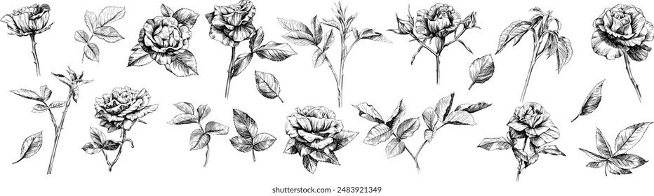 Hand drawn wild rose flower botanical vintage illustration  isolated on white. Wild spring leaf wildflower.