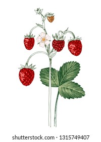 Hand drawn wild strawberry plant with ripe berries, flowers and leaves. Vector illustration