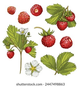 Fresa silvestre dibujada a mano. Establece bocetos con fresa silvestre en una rama, con bayas, hojas y flor. Ilustración vectorial aislada sobre fondo blanco.