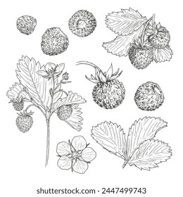 Hand drawn wild strawberry. Set sketches with wild strawberry on a branch, with berries, leaves and flower. Vector illustration isolated on white background.