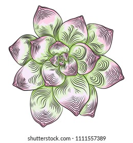 Hand drawn wild tropical house Succulent plant. Scandinavian mood element for card design. Air plant for terrarium. Vector.
