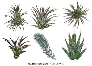 Hand drawn wild tropical house Succulent plants set. Scandinavian mood home decor creator. Elements for card design. Air plants for terrarium. Vector.