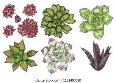 Hand drawn wild tropical house Succulent plants set. Scandinavian mood home decor creator. Elements for card design. Air plants for terrarium. Vector.