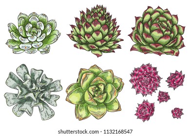 Hand drawn wild tropical house Succulent plants set. Scandinavian mood home decor creator. Elements for card design. Air plants for terrarium. Vector.