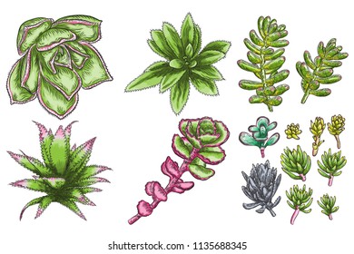 Hand drawn wild tropical house Succulent plants set. Scandinavian mood home decor creator. Elements for card design. Air plants for terrarium. Vector.