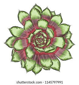 Hand drawn wild tropical house Succulent plant. Scandinavian mood element for card design. Air plant for terrarium. Vector.