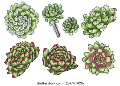 Hand drawn wild tropical house Succulent plants set. Scandinavian mood home decor creator. Elements for card design. Air plants for terrarium. Vector.