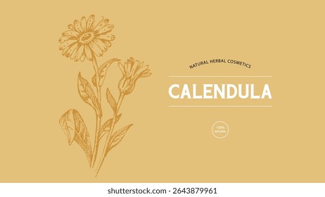 Hand drawn wildflower calendula sketch. Vector illustration of medical herb and flower. Natural cosmetics packaging design