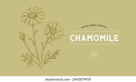 Esboço de camomila de flores silvestres desenhado à mão. Ilustração vetorial de ervas medicinais e flores. Design de embalagem de cosméticos naturais