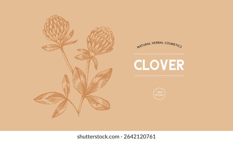 Hand drawn wildflower clover sketch. Vector illustration of medical herb and flower. Natural cosmetics packaging design