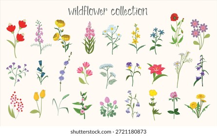 Hand Drawn Wildflower Collection