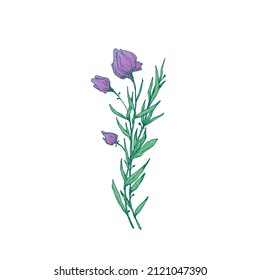 Hand Drawn Wildflower Color Vector Illustration. Green Stem and Leaves with Purple Buds Abstract Flower Sketch. Botanical Foliage Engraving Style Drawing. Isolated