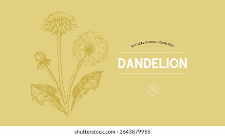Hand drawn wildflower dandelion sketch. Vector illustration of medical herb and flower. Natural cosmetics packaging design
