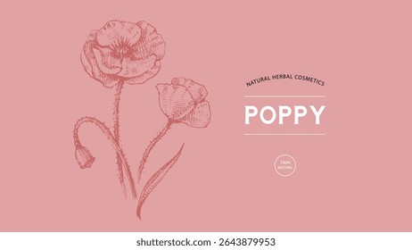 Hand drawn wildflower poppy sketch. Vector illustration of medical herb and flower. Natural cosmetics packaging design