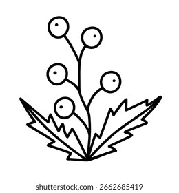 Hand drawn wildflower. Vector doodle illustration of holly. Floral element isolated on white background