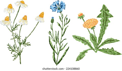 hand drawn wildflowers