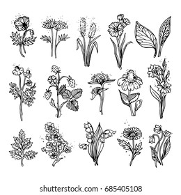 Hand drawn wildflowers. Black doodles wild flowers and grass. Vector sketch.