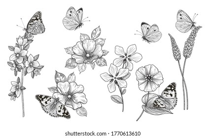 Hand drawn wildflowers and butterflies isolated on blank background. Black and white different flowers and meadow insects. Vector monochrome elegant floral set in vintage style.