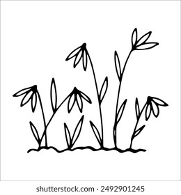 hand drawn wildflowers flower bed, monochrome, black and white