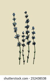 Hand drawn wildflowers made in vector. Delicate and romantic floral design elements. 