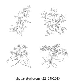 Hand Drawn Wildflowers Set. Line art Vector Illustration.