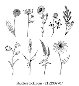 Hand drawn wildflowers set in realistic style. Wildflowers sketch. Outline.