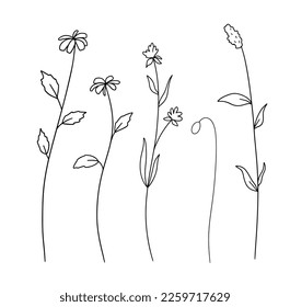 Hand drawn wildflowers. Vector outline flowers sketch. Line art doodle isolated on white background