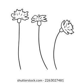 Handgezeichnete Wildblumen. Blumenskizze mit Vektorgrafik. Line-Art-Doodle einzeln auf weißem Hintergrund