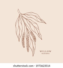 Hand drawn willow branch illustration