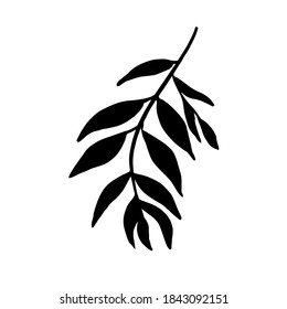 Hand Drawn Willow Leaf, Branch.
Vector Illustration For  Card, Home Decor. 
Hand Drawn Plant For Decoration.