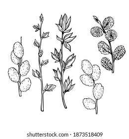 Hand drawn willow spring branches. Vector sketch  illustration.