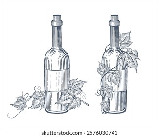 Hand drawn wine bottles and grape vine. Vector illustration